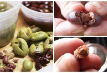 zeytin çekirdeği atilmamalı